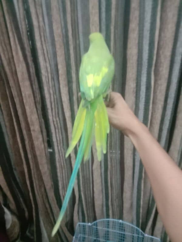 yellow  ringneck ka cros hai hendtemd for sale active 0