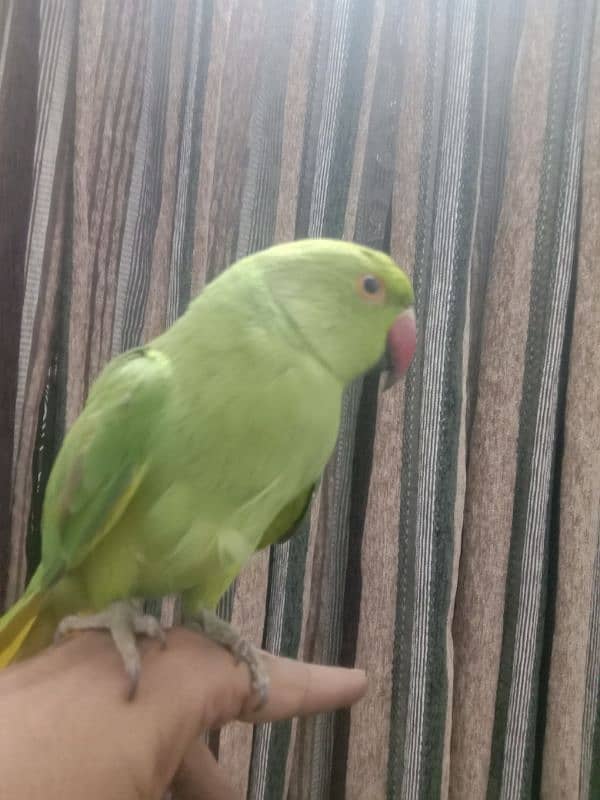 yellow  ringneck ka cros hai hendtemd for sale active 2