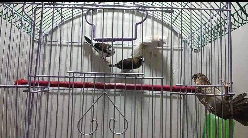 bengalese/society finches for sale 0