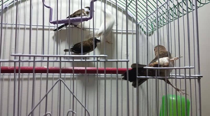 bengalese/society finches for sale 1