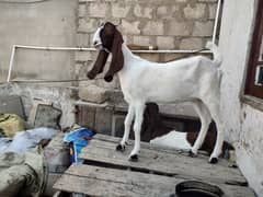 Pateri Goats for sale