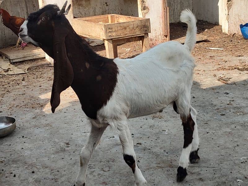 Pateri Goats for sale 1