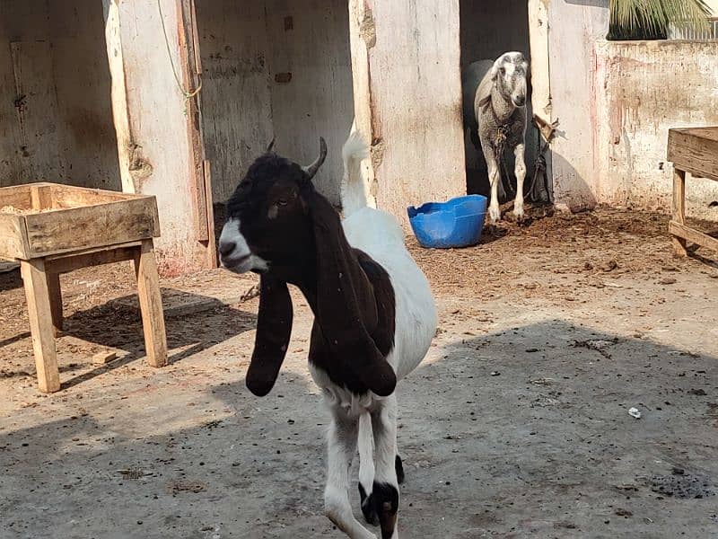 Pateri Goats for sale 2