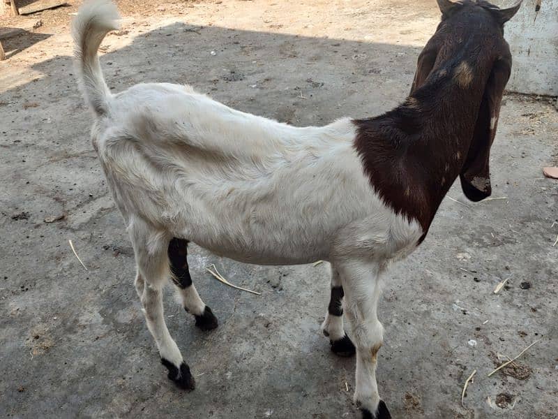 Pateri Goats for sale 3