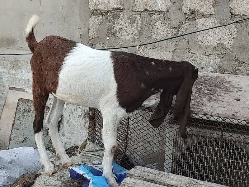 Pateri Goats for sale 4