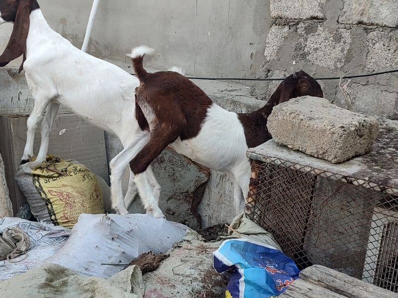 Pateri Goats for sale 5