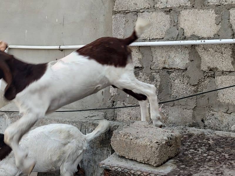 Pateri Goats for sale 6