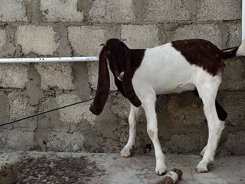 Pateri Goats for sale 7