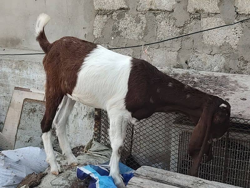 Pateri Goats for sale 8