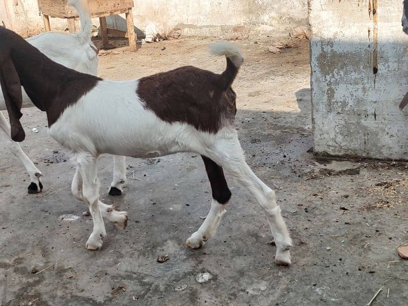 Pateri Goats for sale 9