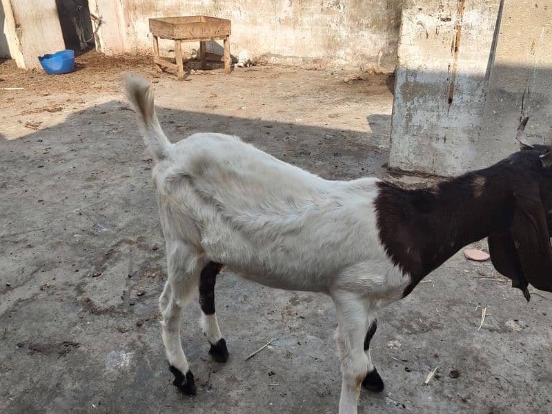 Pateri Goats for sale 10