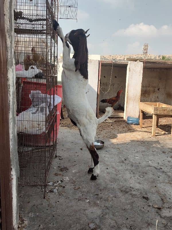 Pateri Goats for sale 12