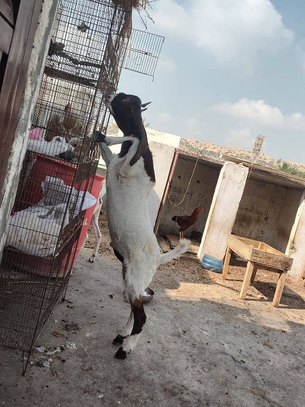 Pateri Goats for sale 13