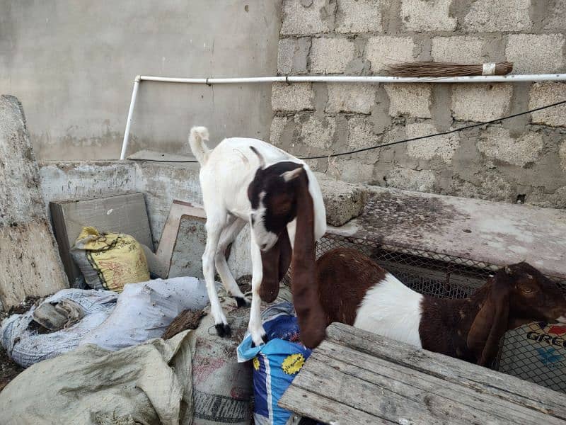 Pateri Goats for sale 14