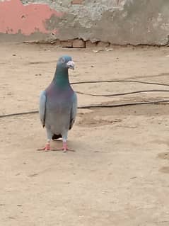 pigeon for sale