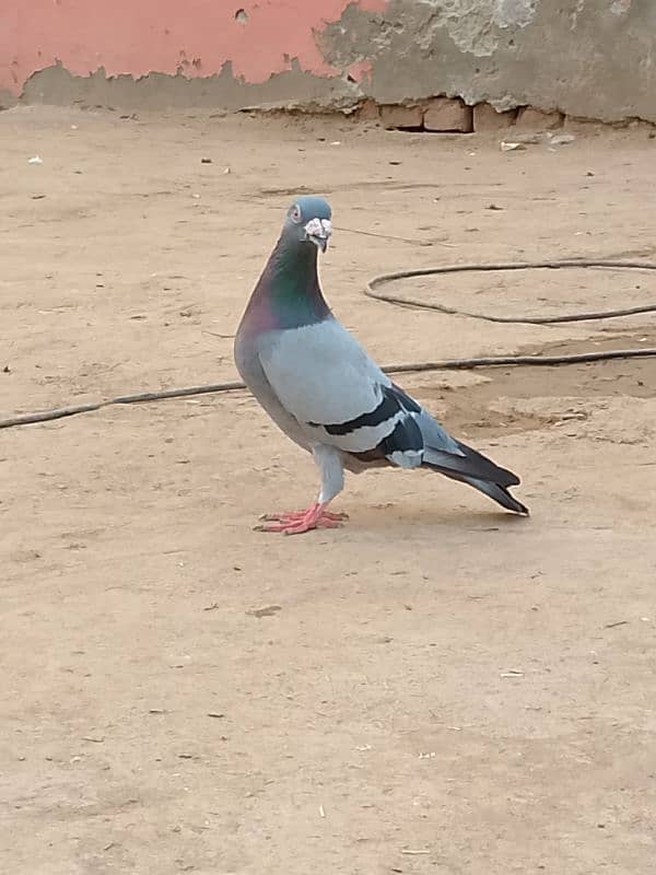 pigeon for sale 1