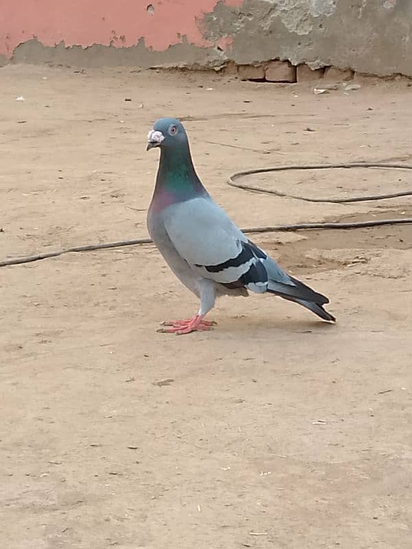 pigeon for sale 2