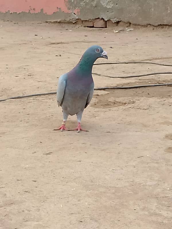 pigeon for sale 3