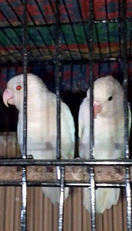 Albino Breader Pair For Sale 0