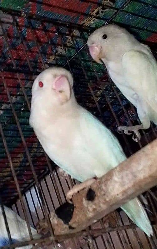 Albino Breader Pair For Sale 1