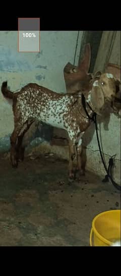 makki cheena bakra