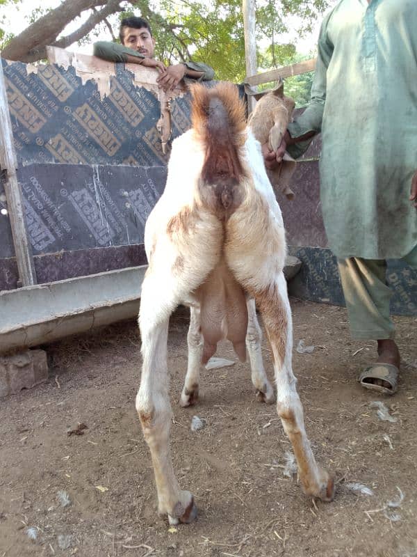 4 months gabban female for sale 2