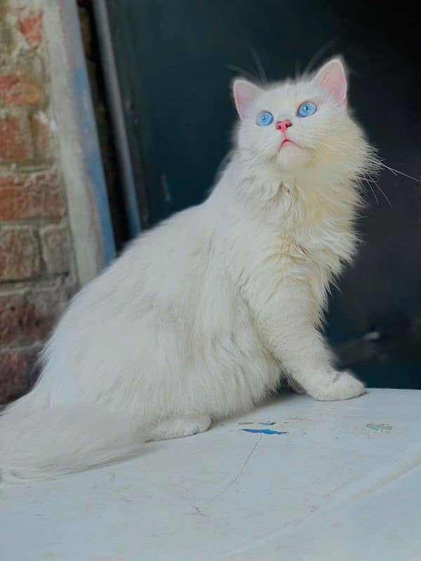 Persian Breeder Female 03488271869 0