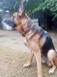 German shepherd female fully joy and friendly playfull non pedicures