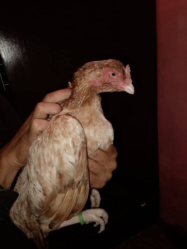 aseel hens for sell 0