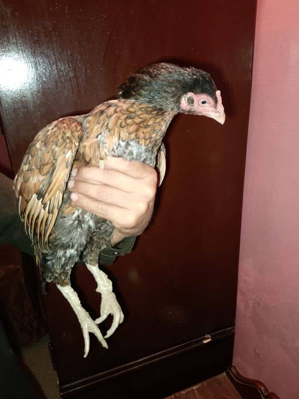 aseel hens for sell 1