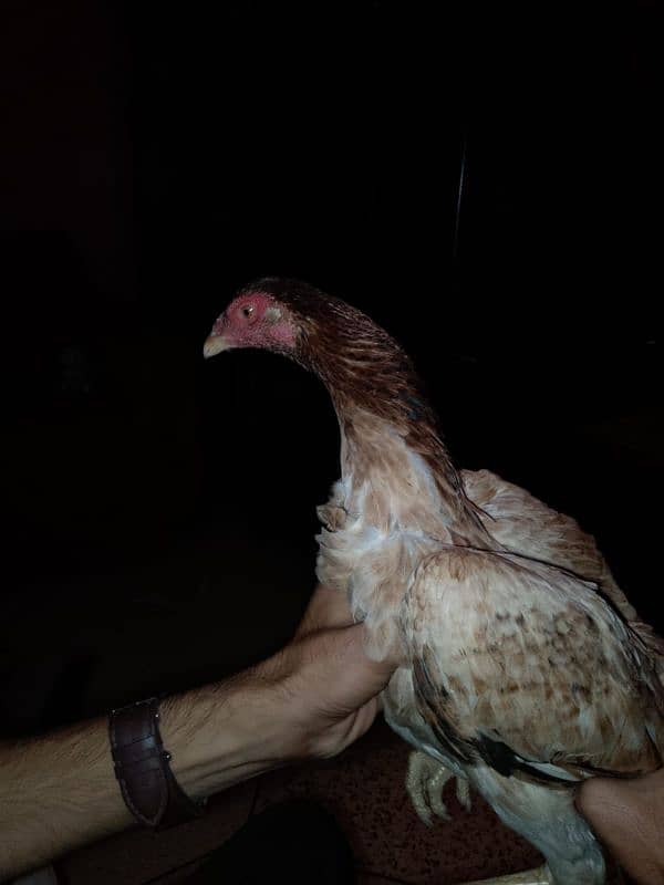 aseel hens for sell 3