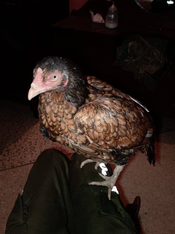 aseel hens for sell 5