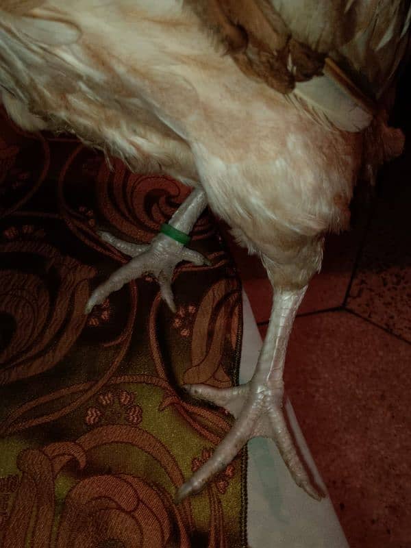 aseel hens for sell 6