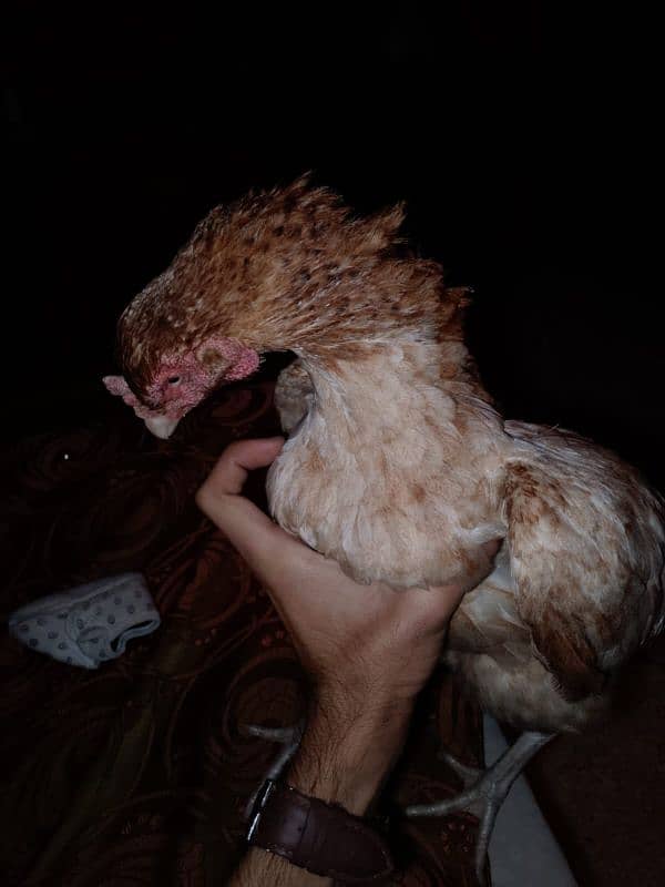 aseel hens for sell 7