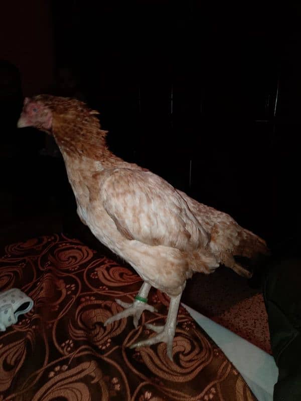 aseel hens for sell 8