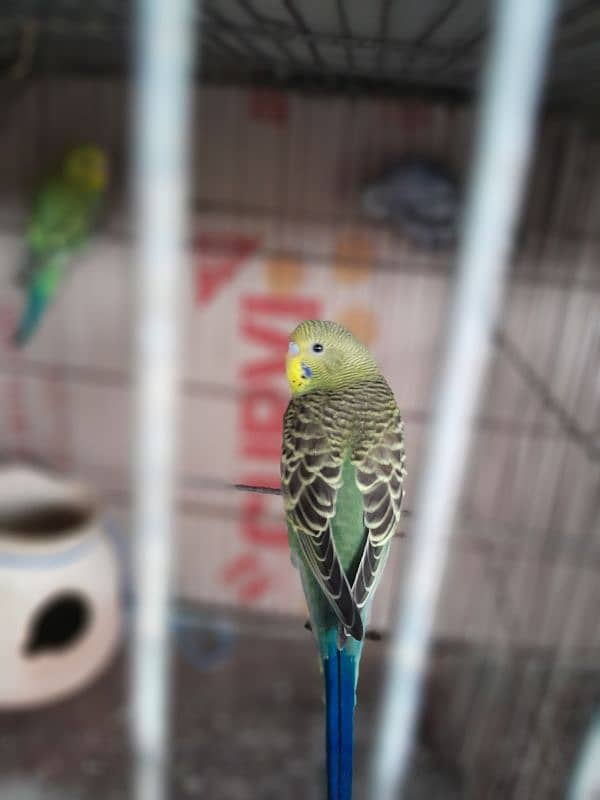 Parrot 4