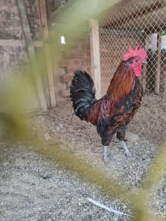 Home breed healthy rooster 10 piece