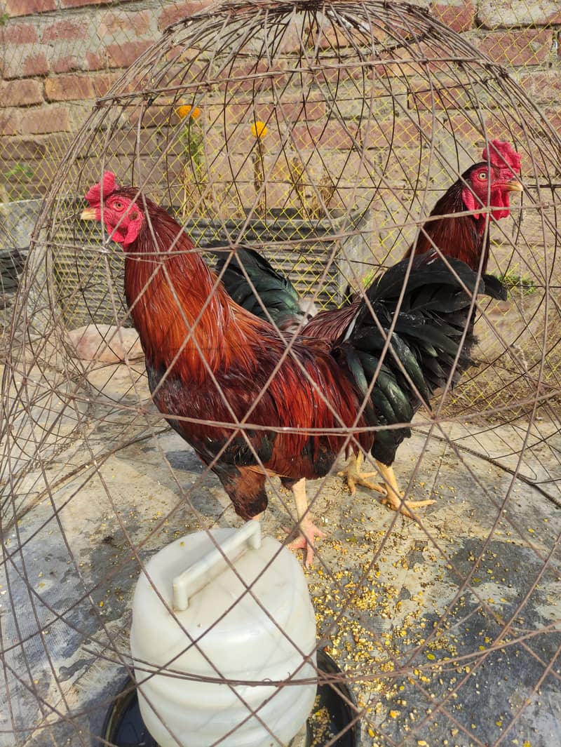 Home breed healthy rooster 10 piece 3