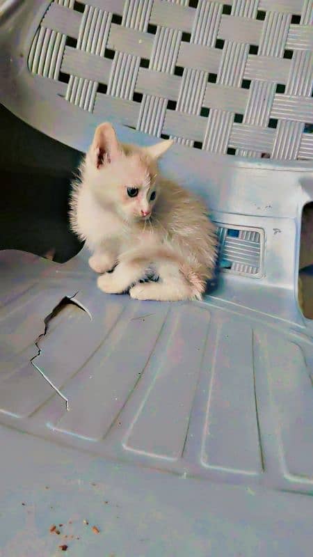 Persian cat 5 moNTh 4