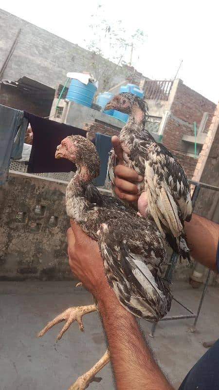 4Month Murga Shmo and pakistani cross 5