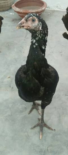 Thai Aseel Hen