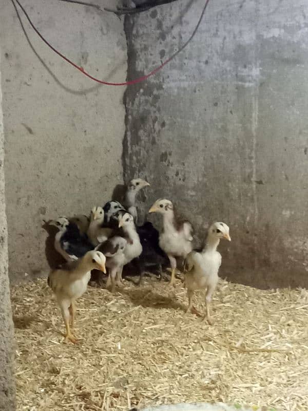 Quality aseel chicks for sale 1