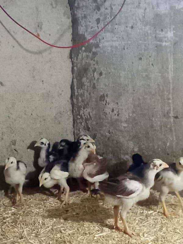 Quality aseel chicks for sale 2