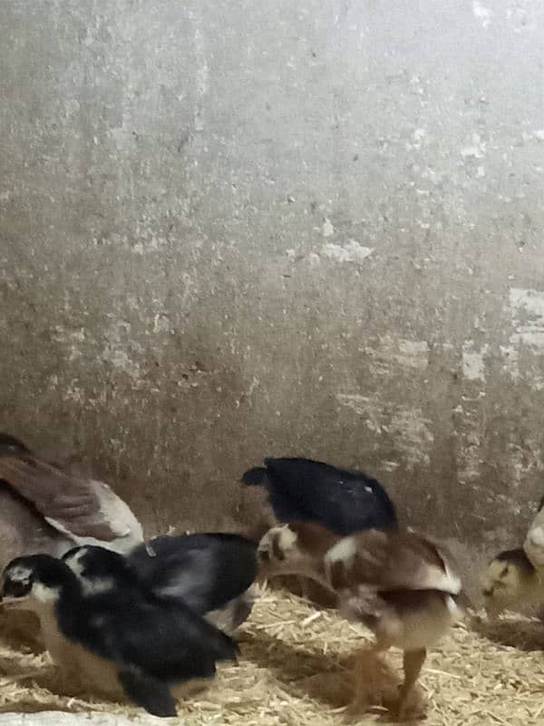 Quality aseel chicks for sale 3