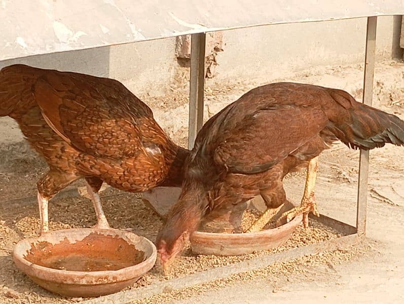 Aseel hens and cock 0