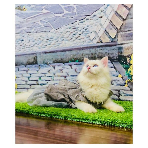 Persian hamalian british punch face piki face cat's and kitten's 10