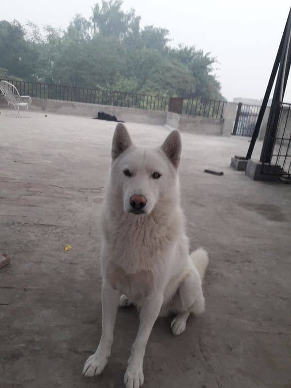 white Huskies breeder pair 0