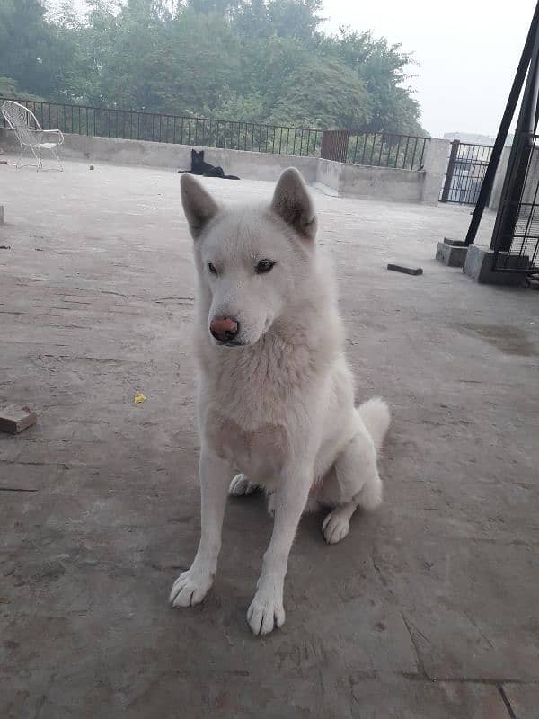 white Huskies breeder pair 1