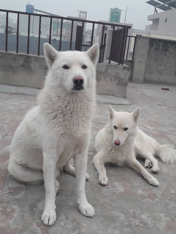 white Huskies breeder pair 2