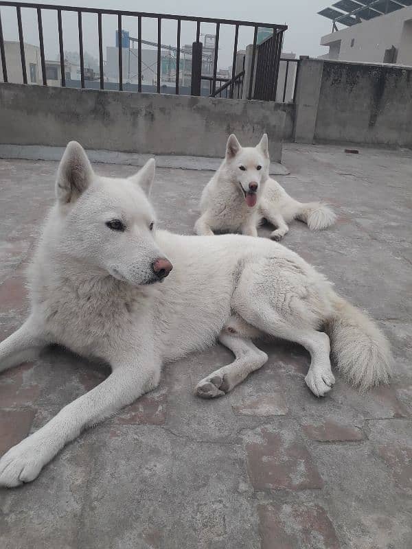 white Huskies breeder pair 3